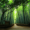 Rừng tre Arashiyama